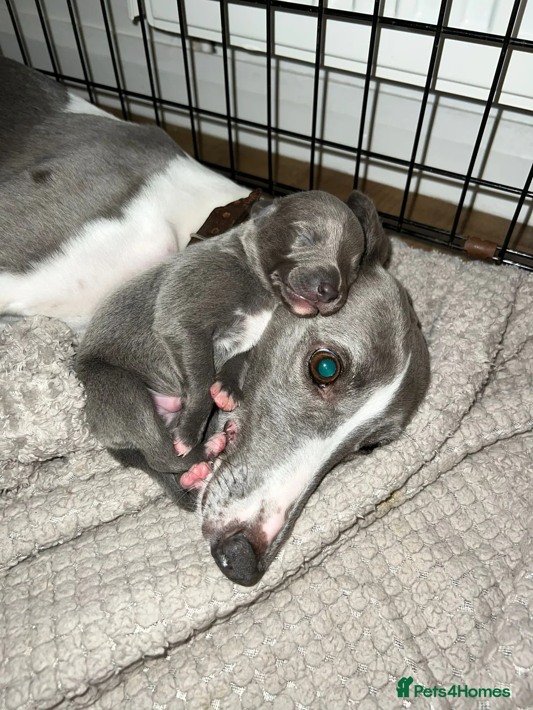 Whippet dogs for stud: Small 19",heart test clear,Full Blue Kc reg stud in Bishop Auckland - Advert 29