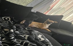 Chihuahua dogs for sale: Little black male chihuahua puppy :)  - Image 7