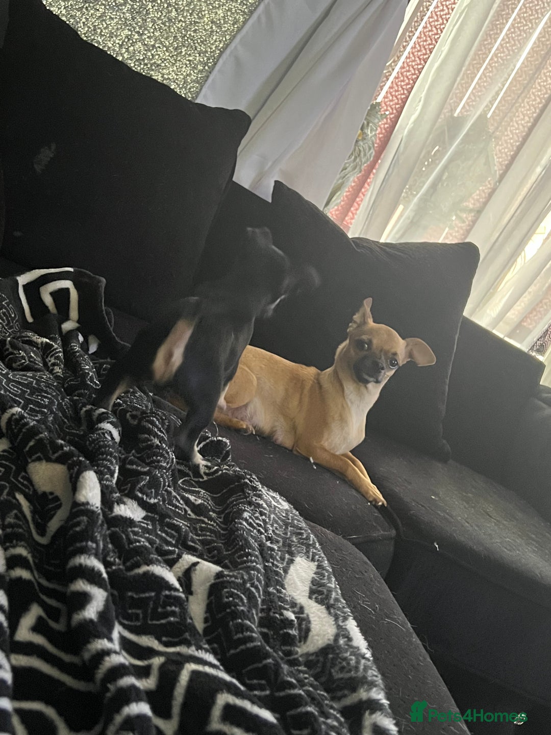 Chihuahua dogs for sale: Little black male chihuahua puppy :)  - Image 7
