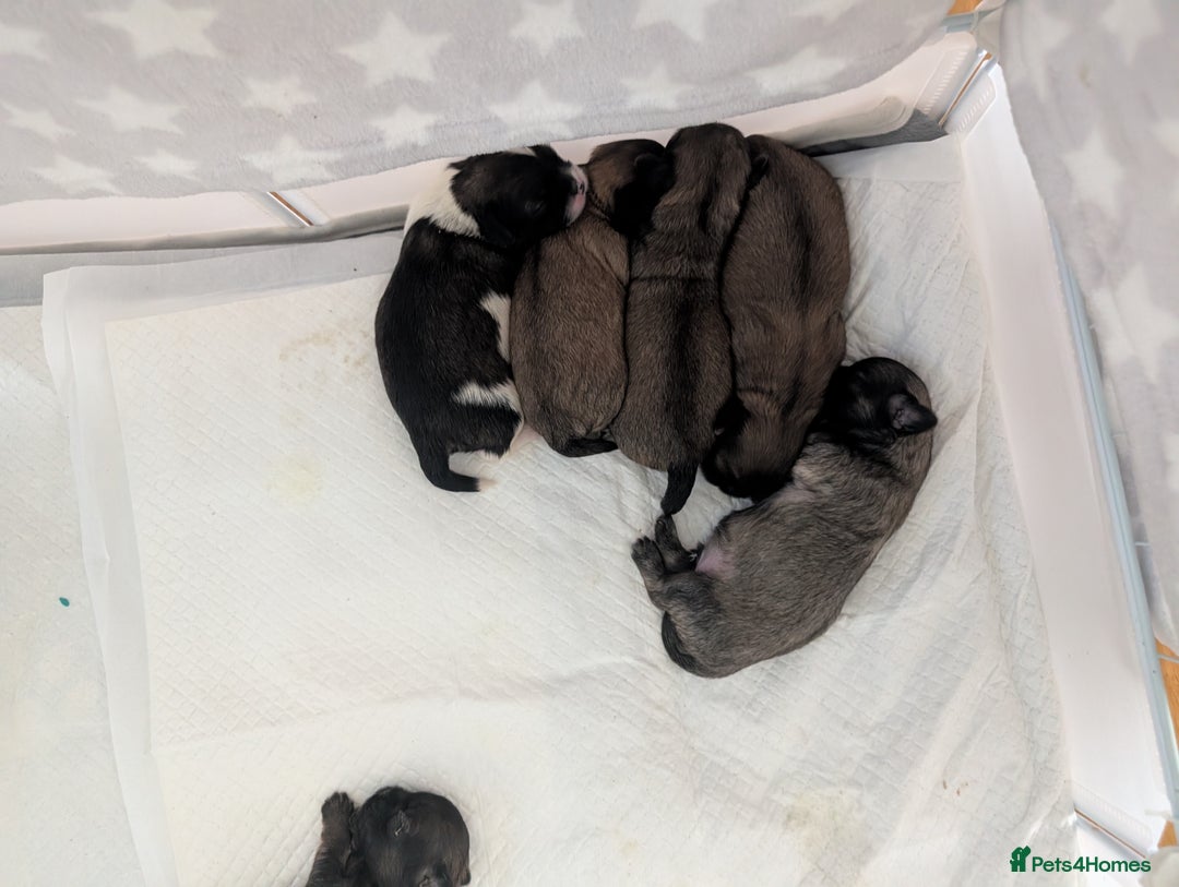 Shih Tzu dogs for sale: ALL RESERVED .Beautiful pure Shih Tzu puppies   - Advert 7