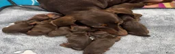 Miniature Dachshund dogs for sale: Miniature dachund puppies smooth hair  - Advert 1