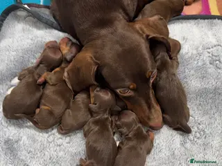 Miniature Dachshund dogs Miniature dachund puppies - Advert 1