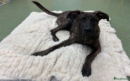 Mixed Breed dogs for adoption: Kiki  - Image 2
