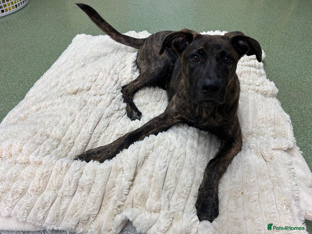Mixed Breed dogs for adoption: Kiki  - Image 2