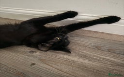 Domestic Shorthair cats for sale: Sister cats  - Image 2
