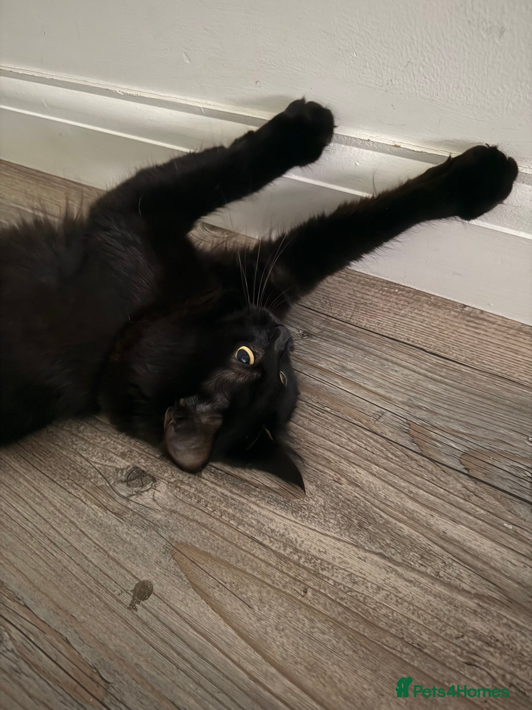 Domestic Shorthair cats for sale: Sister cats  - Image 2