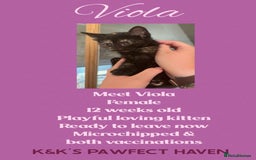 Domestic Shorthair cats for sale: Kittens and cats for adoption.  - Image 5