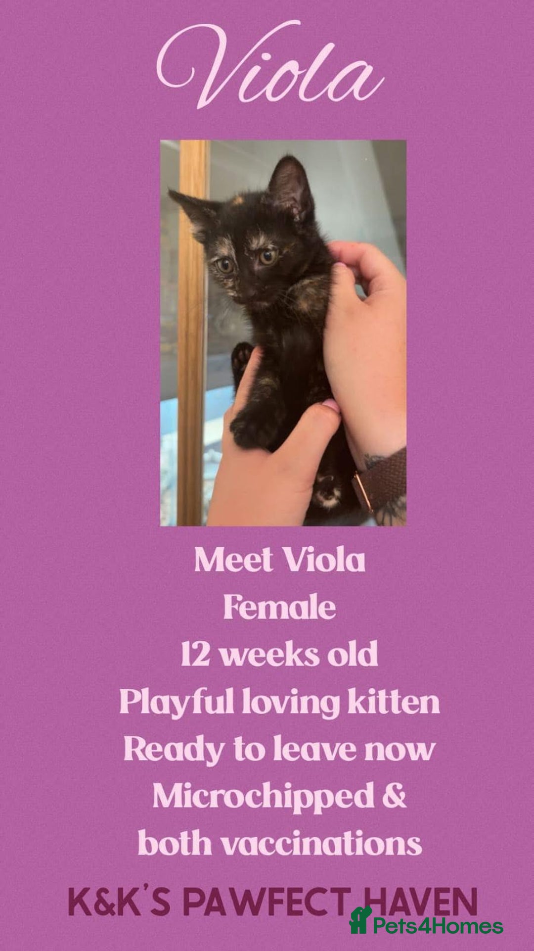 Domestic Shorthair cats for sale: Kittens and cats for adoption.  - Image 5