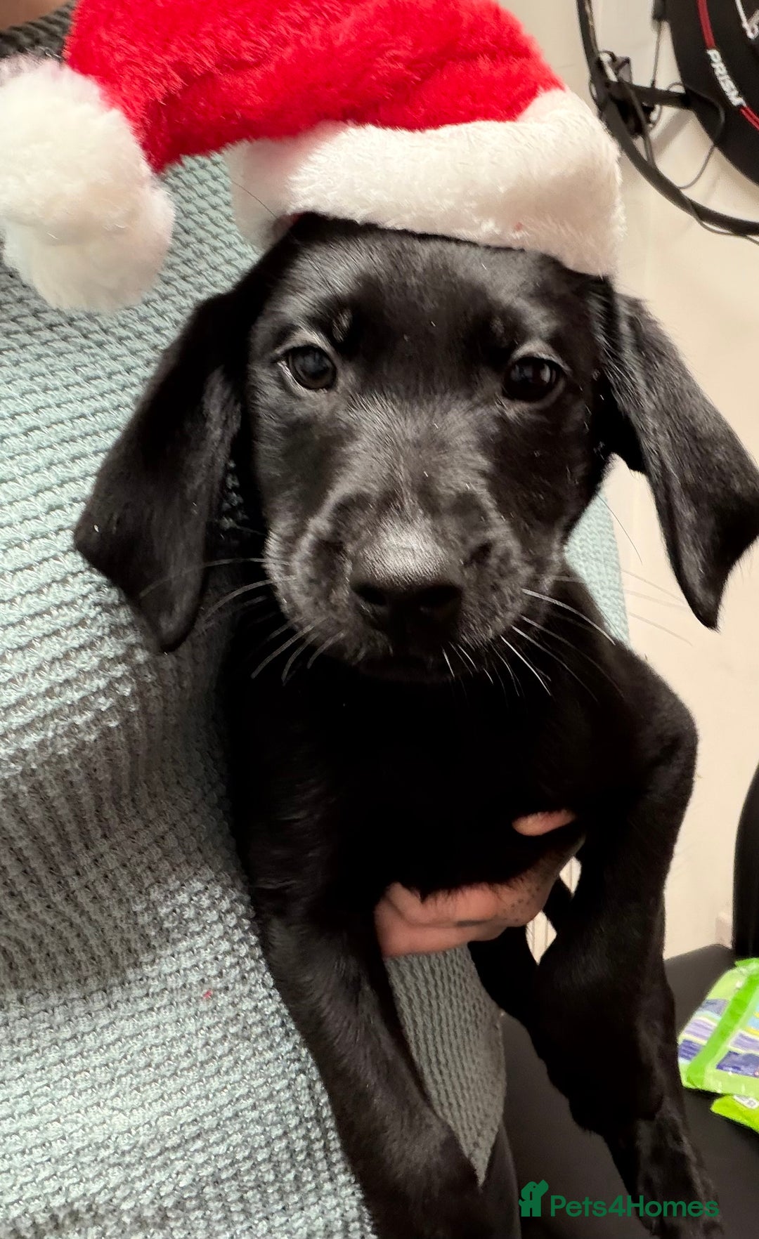 Labrador Retriever dogs for sale: Kc registered black lab - Image 1