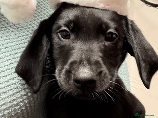 Labrador Retriever dogs - Advert 3