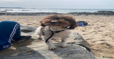 Lagotto Romagnolo dogs - Advert 3