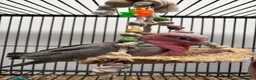 Mixed Breed birds for sale: Various Stunning Birds Available  - Advert 11
