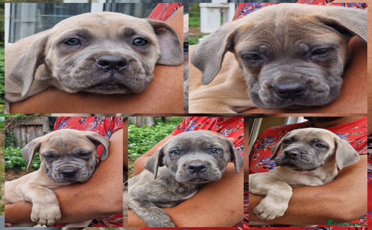 Cane Corso dogs - Advert 6