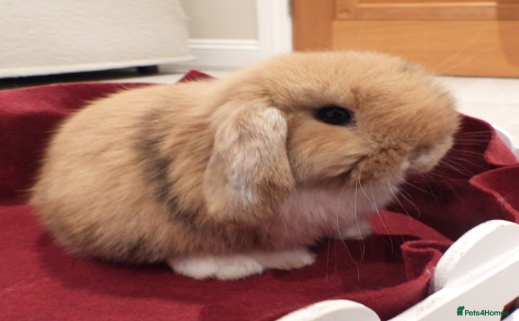 Mini Lop rabbits Adorable Purebred Baby Mini Lops *1 left* - Advert 17