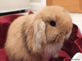 Mini Lop rabbits Adorable Purebred Baby Mini Lops *1 left* - Advert 11