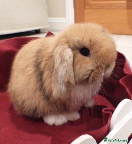 Mini Lop rabbits Adorable Purebred Baby Mini Lops *1 left* - Advert 17