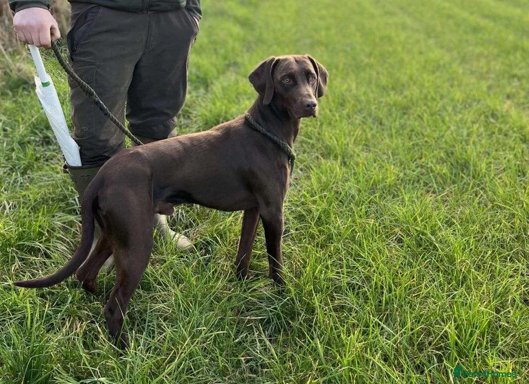 Mixed Breed dogs for sale: Fox red Labrador/vizsla/springer  - Advert 6