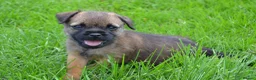 Border Terrier dogs for sale: Border Terrier Puppies - Advert 5