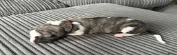 Whippet dogs for sale: Beautiful KC Registered Whippet Puppies - Advert 7