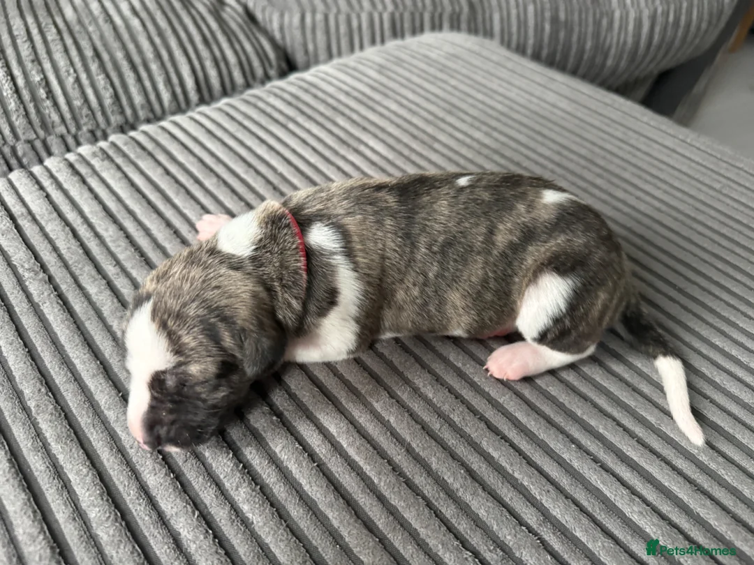 Whippet dogs for sale: Beautiful KC Registered Whippet Puppies - Advert 7