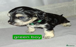 Cockapoo dogs for sale: F1 Cockerpoo puppies - Image 13