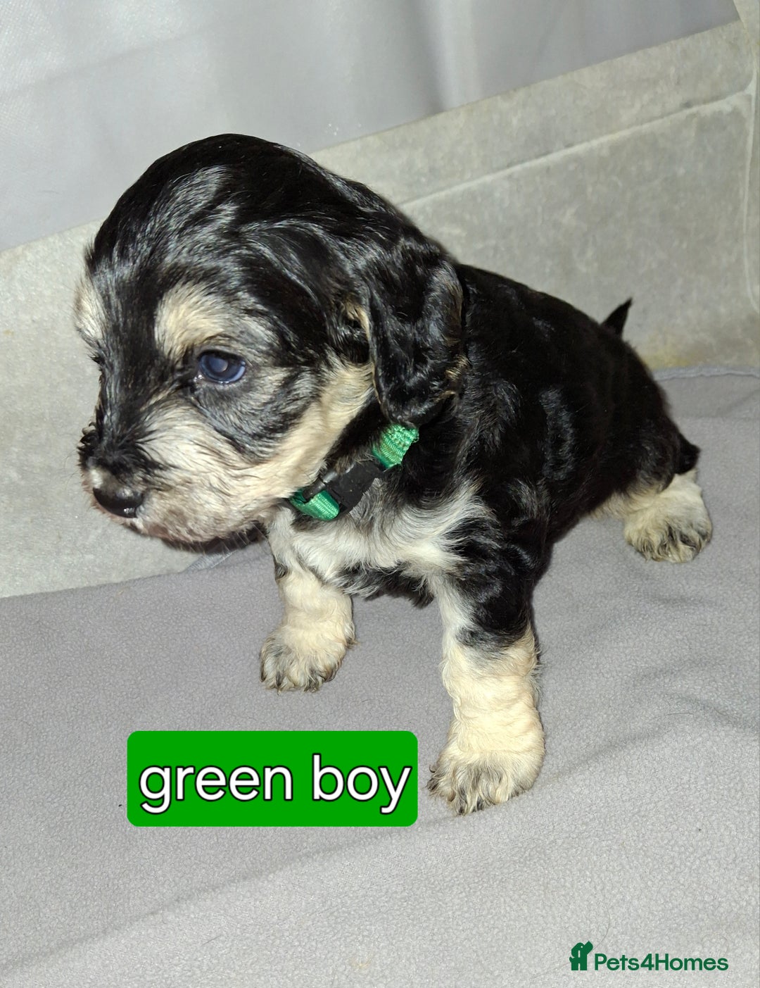 Cockapoo dogs for sale: F1 Cockerpoo puppies - Image 13