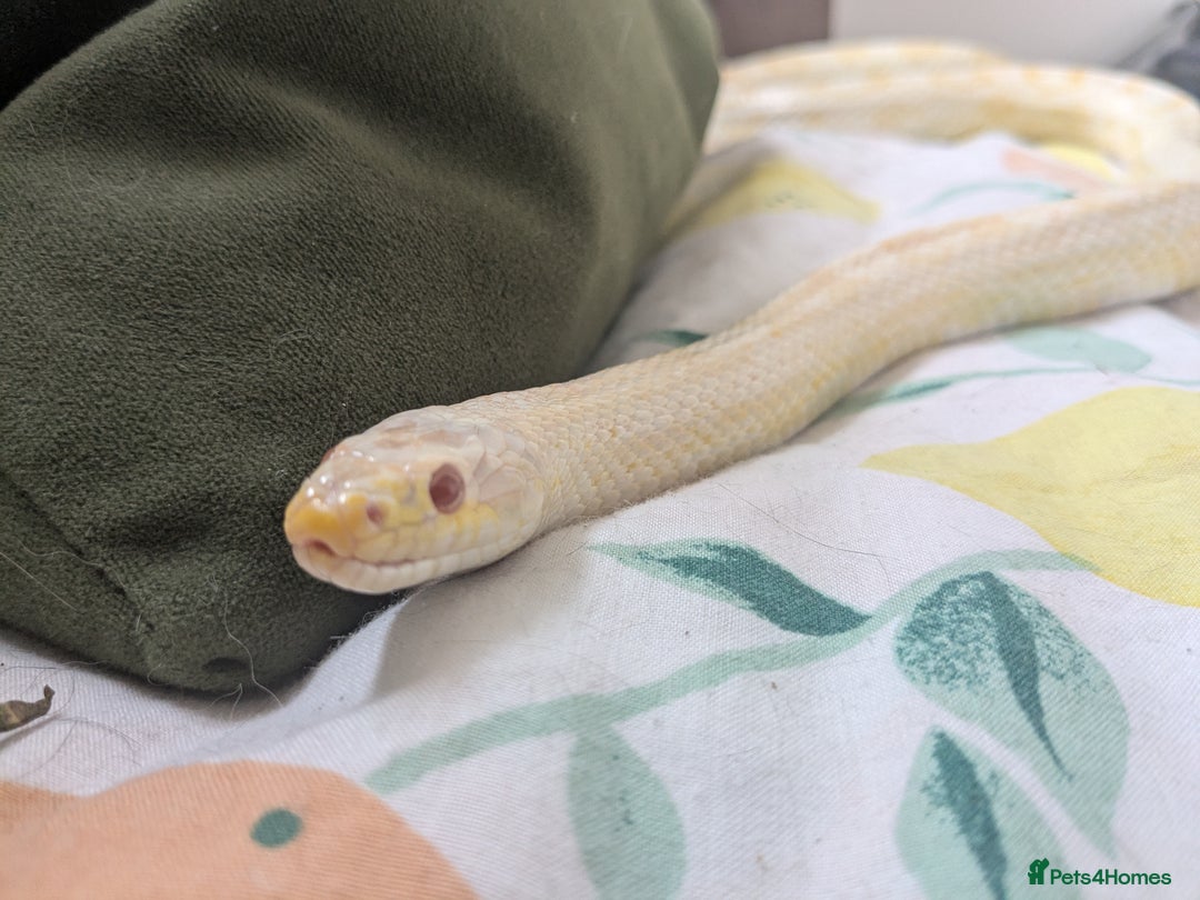 Corn Snake reptiles for sale: Snow morph corn snake  - Image 1