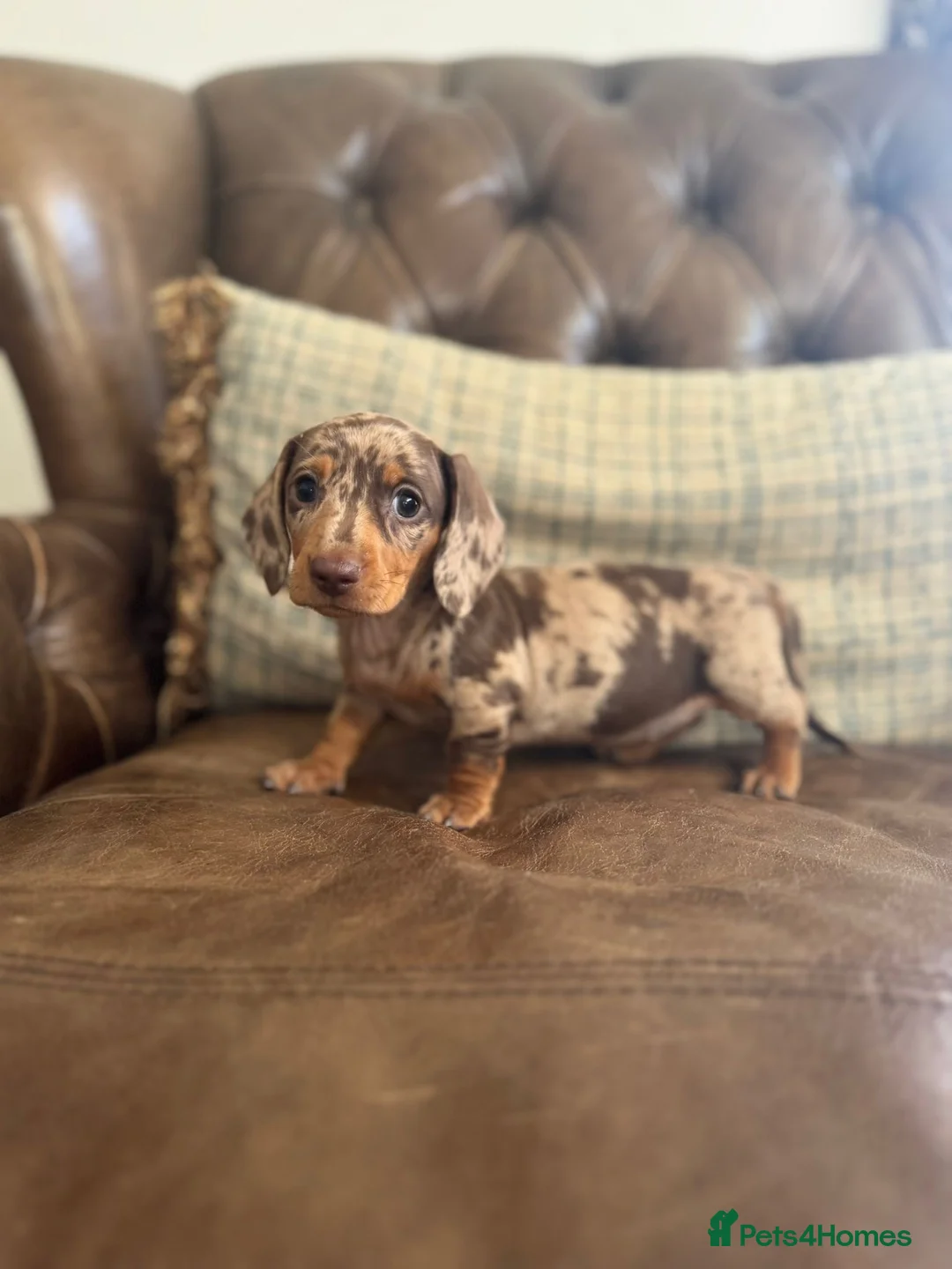 Miniature Dachshund dogs for sale: Miniature Dachshund Puppies  - Advert 2