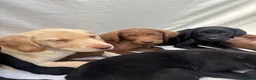Labrador Retriever dogs for sale: Gorgeous Labrador puppies  - Advert 16