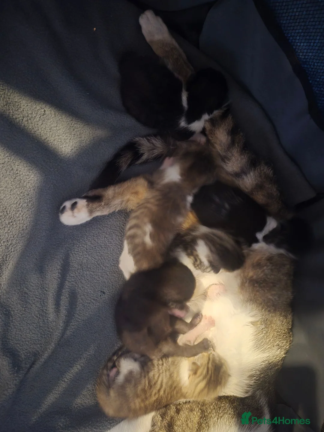 Mixed Breed cats for sale: Kittens to find their forever homes in September  - Advert 12