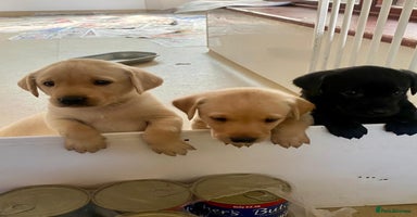 Labrador Retriever dogs - Advert 1