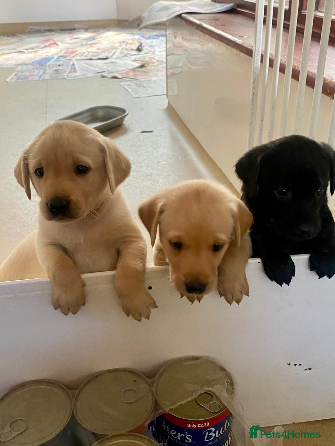 Labrador Retriever dogs for sale: Health tested Working Labradors. - Image 2