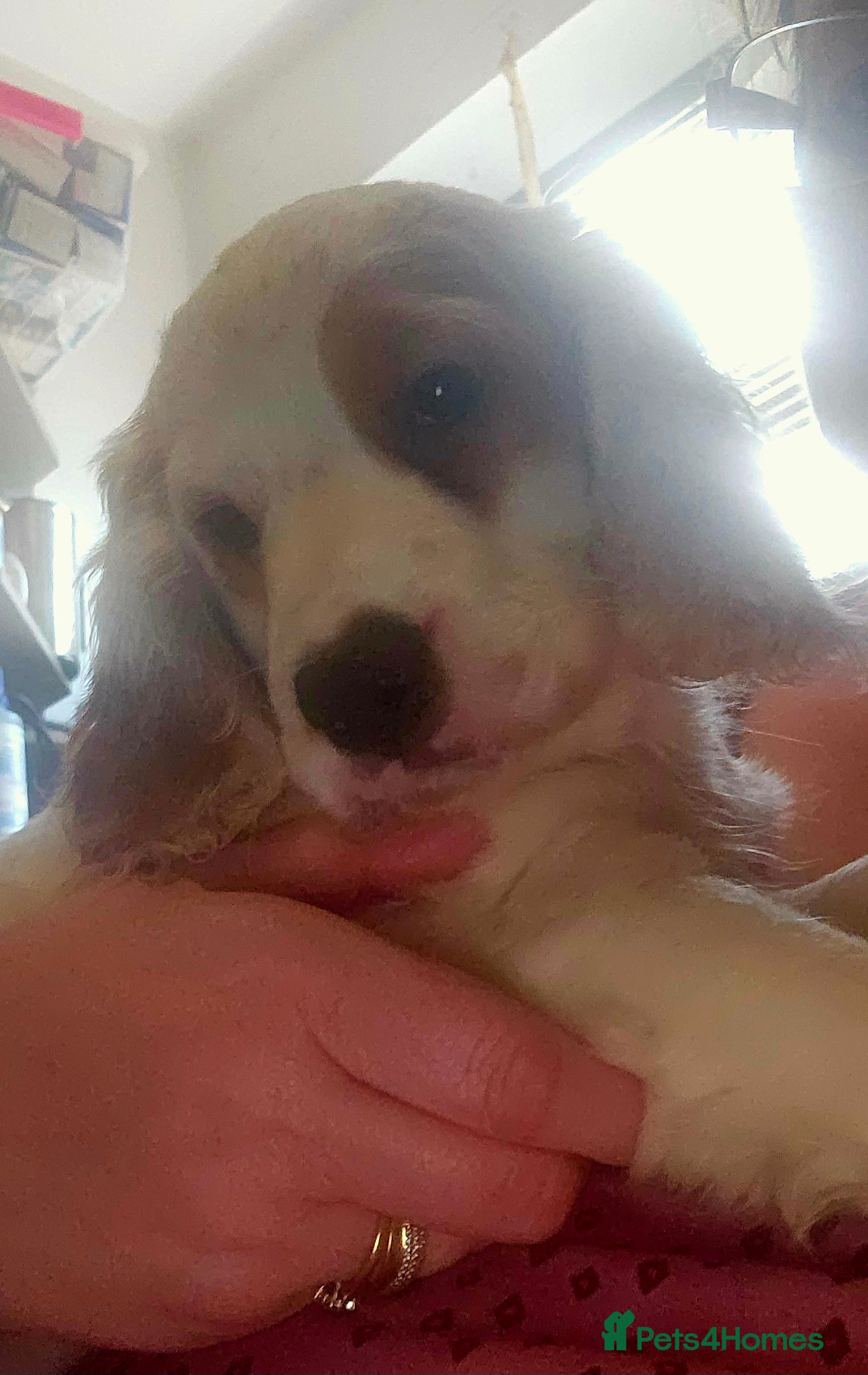 Cockapoo dogs Only Two Cockapoo Puppies Left. Ready Now! - Advert 2