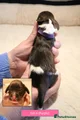 English Springer Spaniel 4