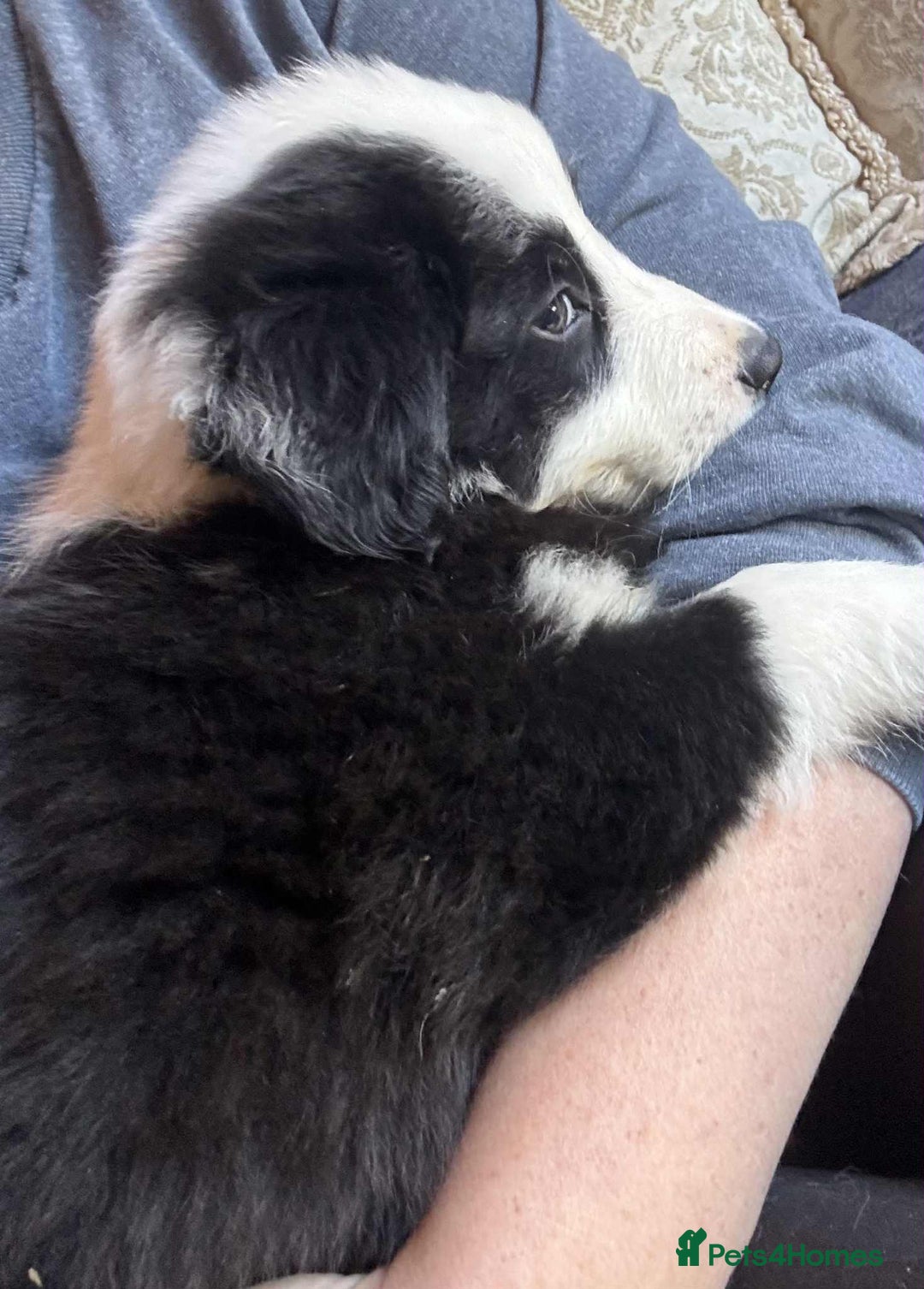 Border Collie dogs for sale: Stunning Border Collie Puppies- merle, b&w - Image 10