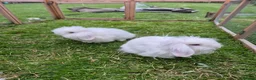 Mini Lion Lop rabbits for sale: Pair of beautiful pure white brothers in East Grinstead - Advert 3