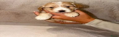 Cockapoo 4