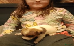 Jack Russell dogs for sale: Jack Russell puppies - Image 4