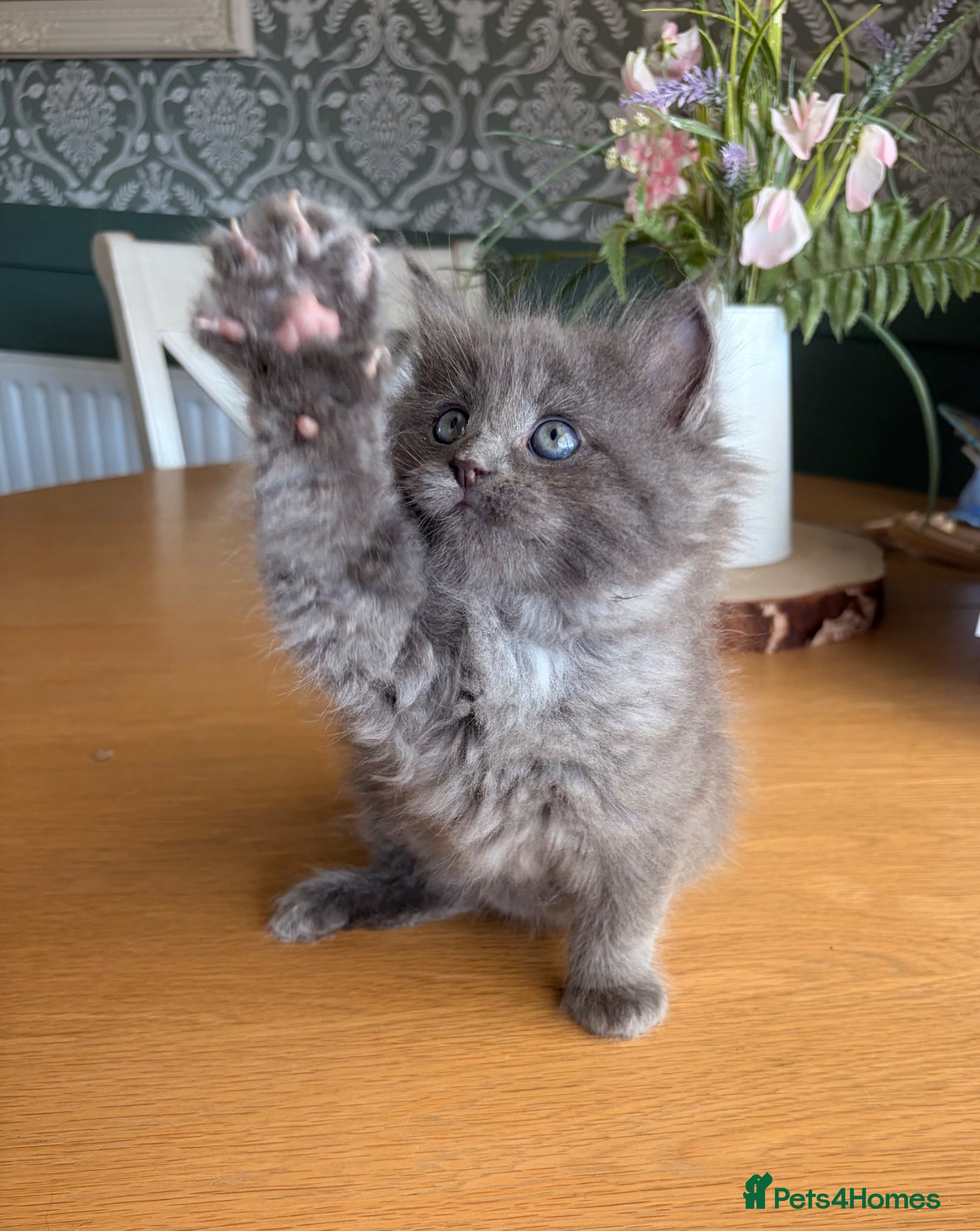 Ragcoon cats Stunning coloured Ragcoon kittens - Advert 3
