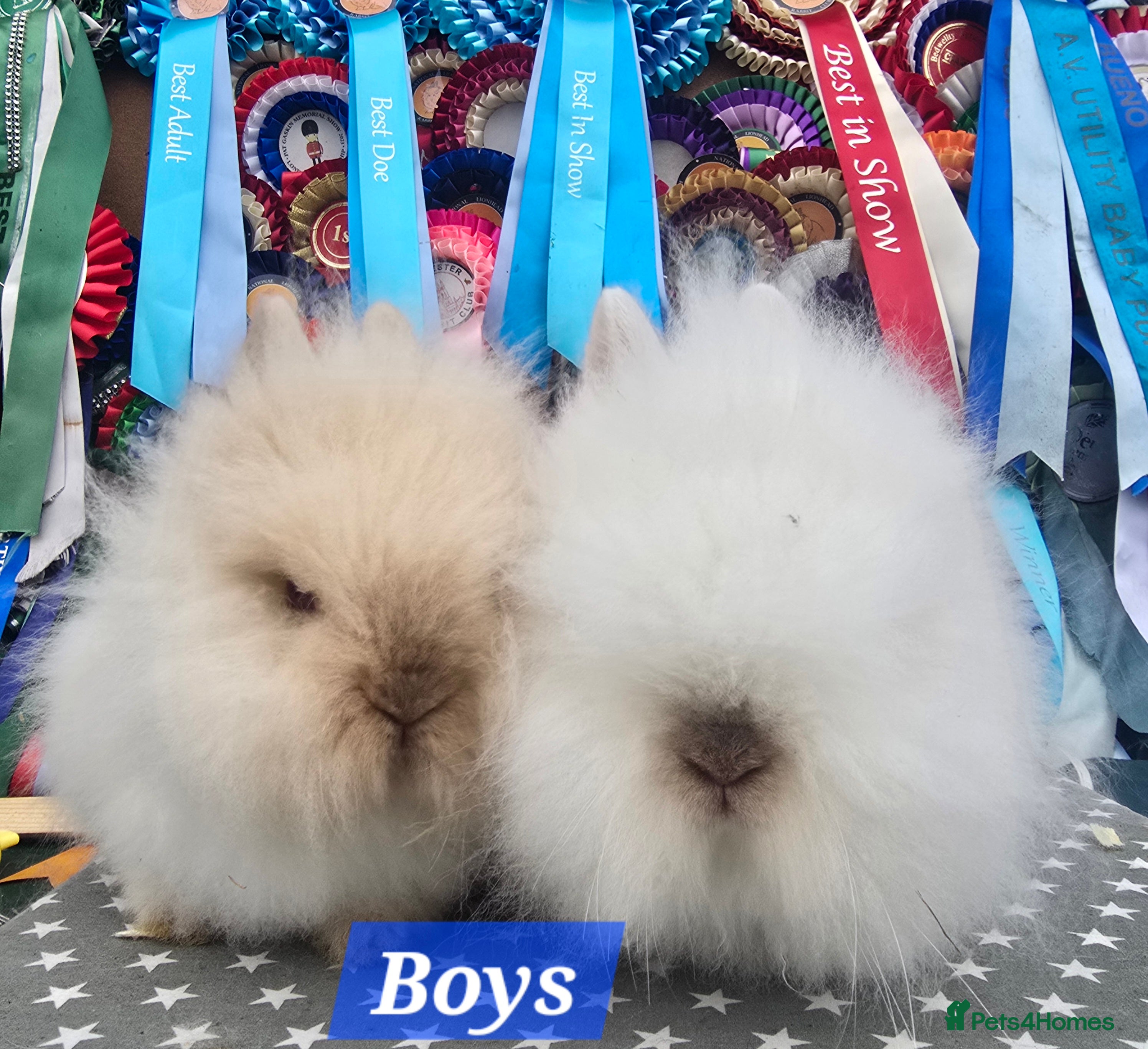 Lionhead rabbits Gorgeous Purebred Lionheads available  - Advert 13