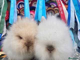 Lionhead rabbits Gorgeous Purebred Lionheads available - Advert 2