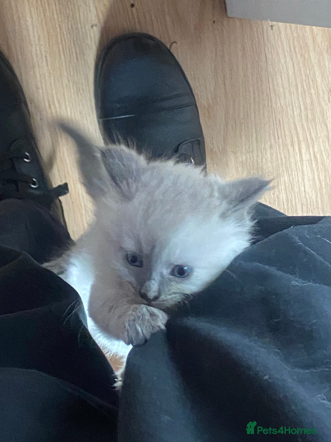British Shorthair cats for sale: Kittens  - Image 4