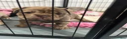 Olde English Bulldogge dogs for sale: Absolutely stunning puppy’s  - Advert 15