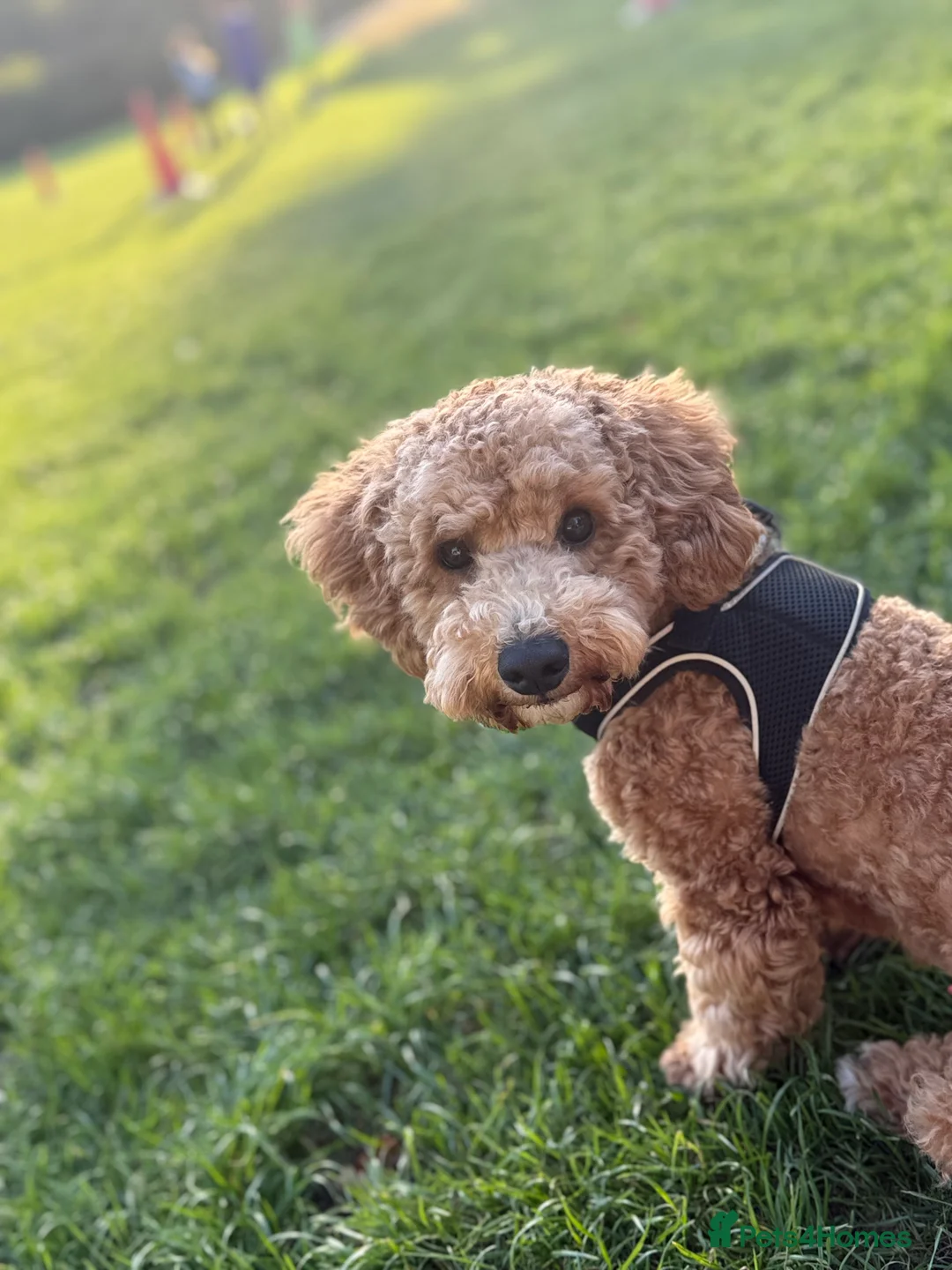 Poodle dogs for stud: Stud Poodle available for Breeding  in Greenford - Advert 3