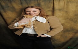 British Shorthair cats for sale: British Short and Long Hair  - Image 7