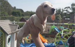 Miniature Dachshund dogs for sale: Miniature Cream Dachshund Puppies KC Reg   - Image 10