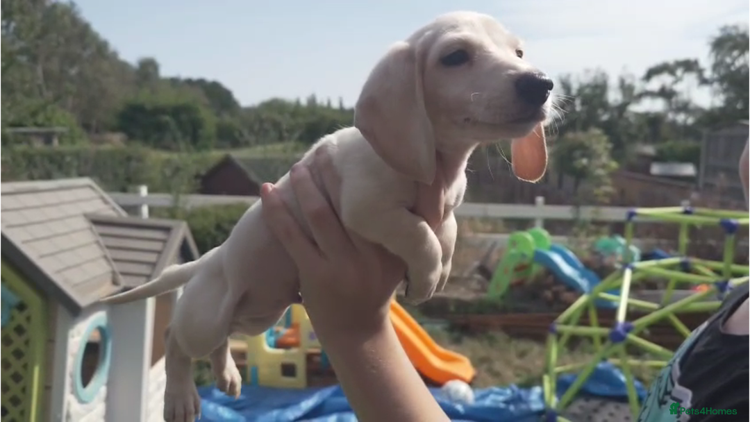 Miniature Dachshund dogs for sale: Miniature Cream Dachshund Puppies KC Reg   - Image 10