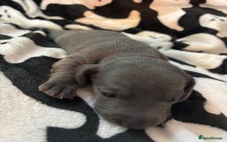 Miniature Dachshund dogs for sale: Stunning miniature dachshunds - Image 9