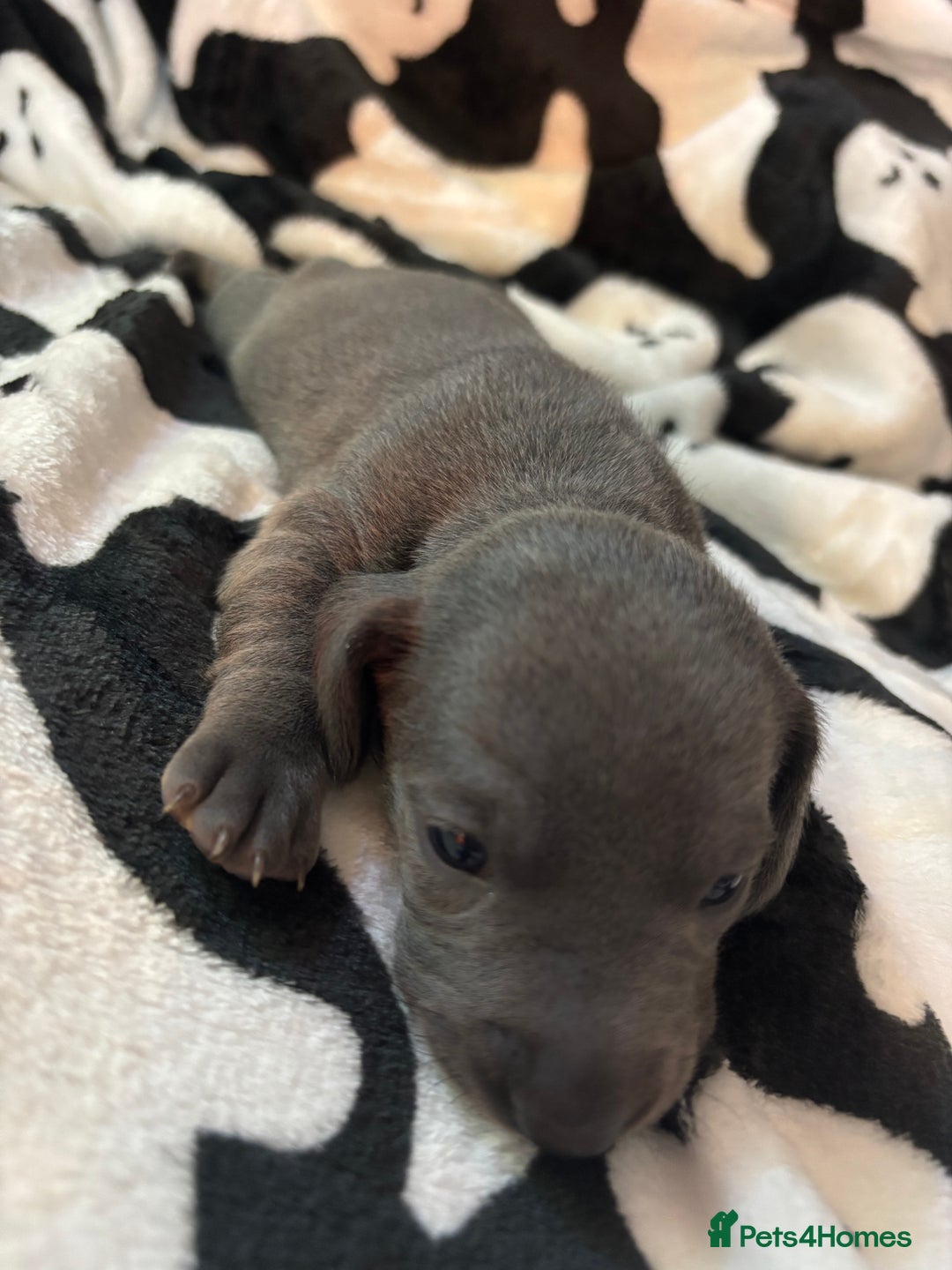 Miniature Dachshund dogs for sale: Stunning miniature dachshunds - Image 9