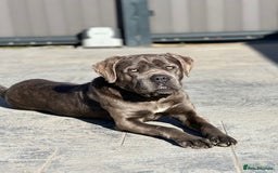 Cane Corso dogs for sale: Cane Corso for sale  - Advert 5